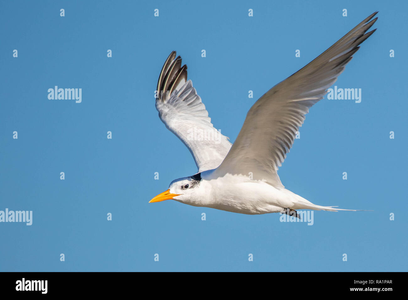 Un non-allevamento royal tern in volo Foto Stock