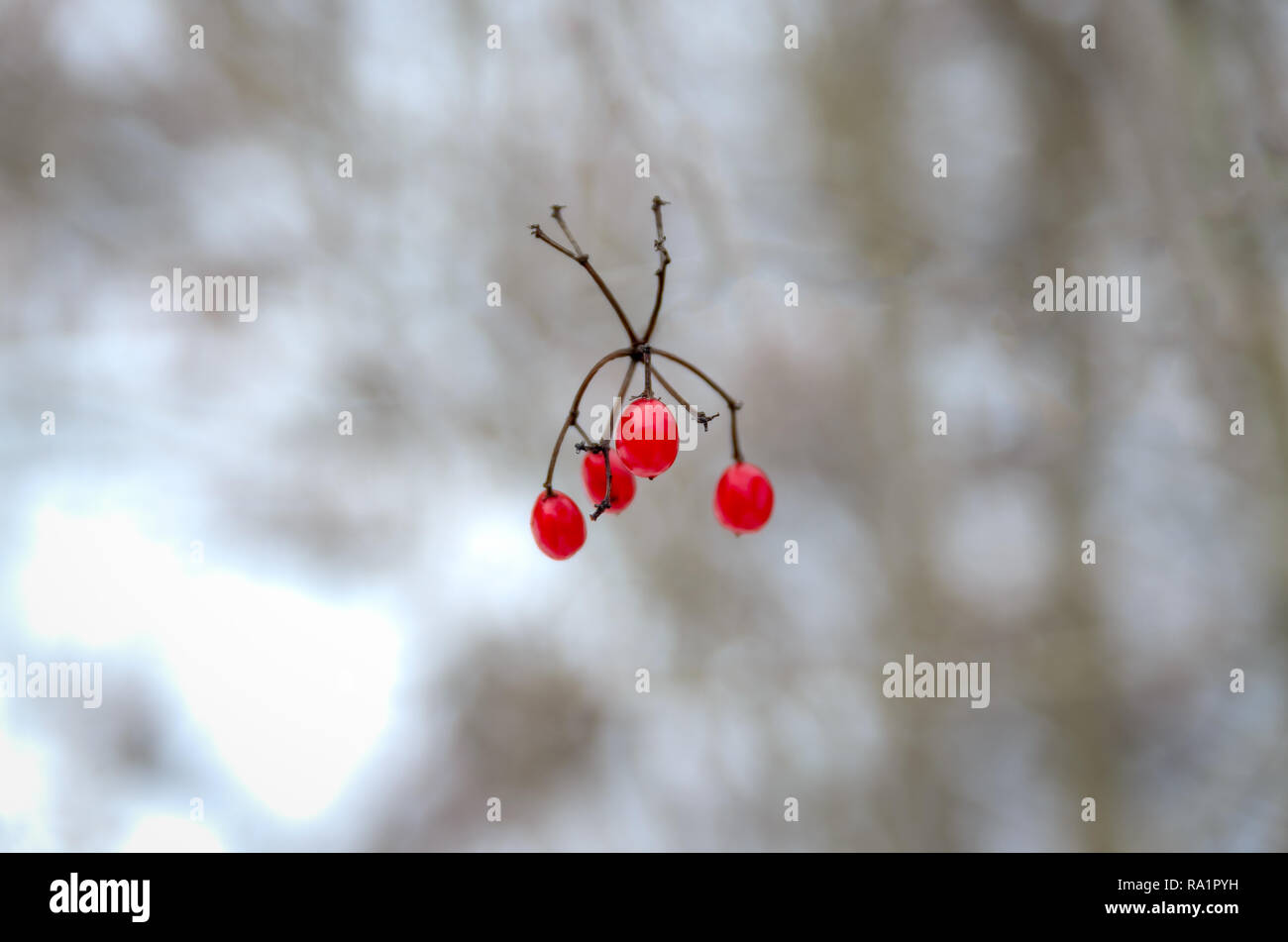 Rosso brillante bacche. Foto Stock