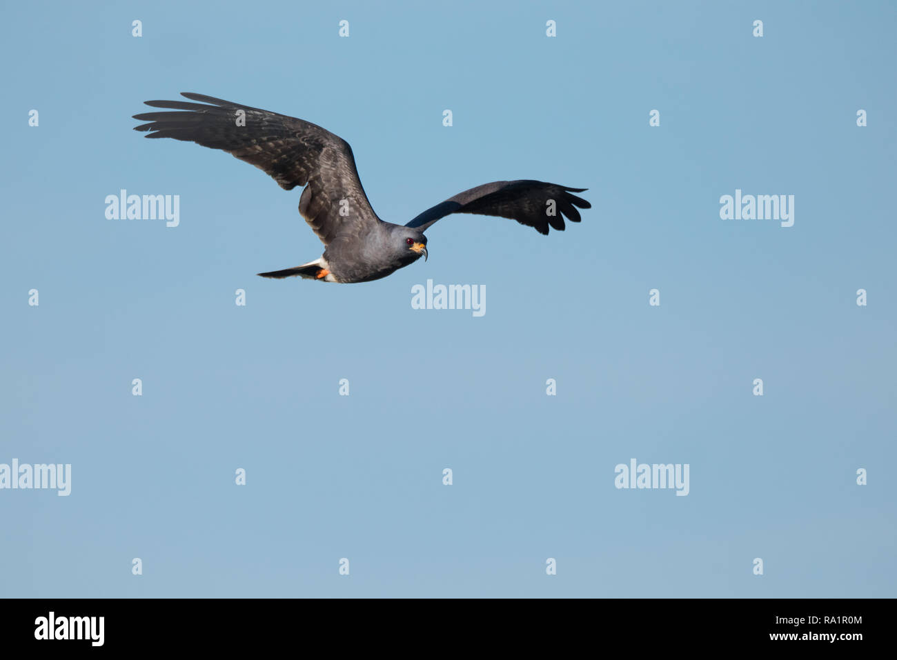 Un localmente minacciate Snail Kite volando attraverso il cielo blu e chiaro al Joe cavalcavia sbarco sulle rive del lago di Kissimmee, Florida. Foto Stock