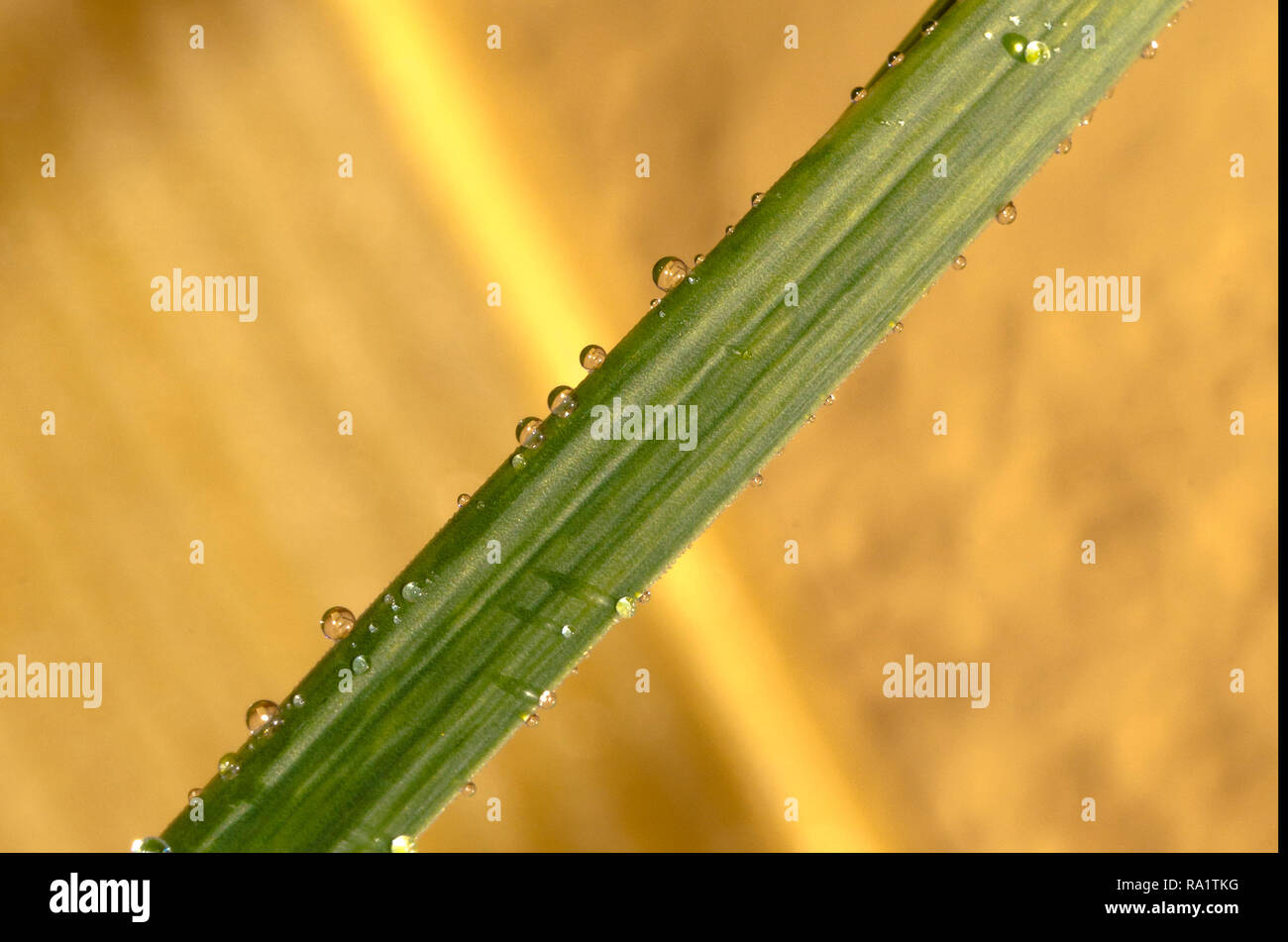 Gambo di erba con gocce di rugiada Foto Stock