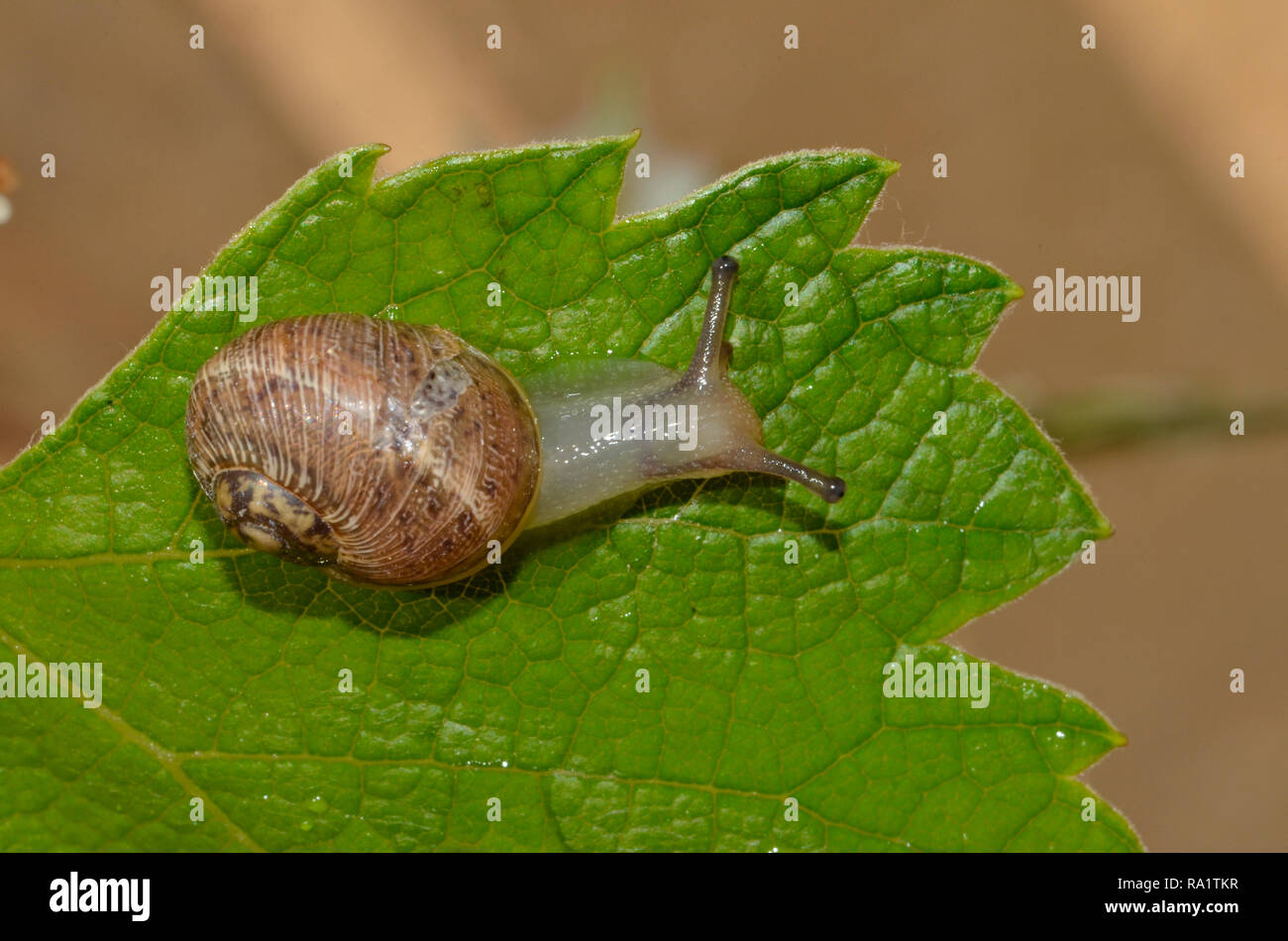 Snail muovendo su una foglia verde Foto Stock
