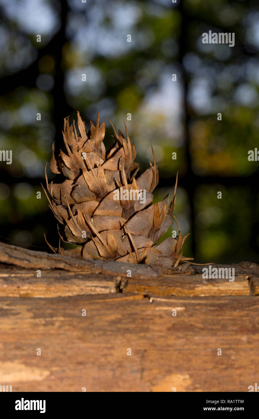 Douglas Fir pigna in primo piano Foto Stock