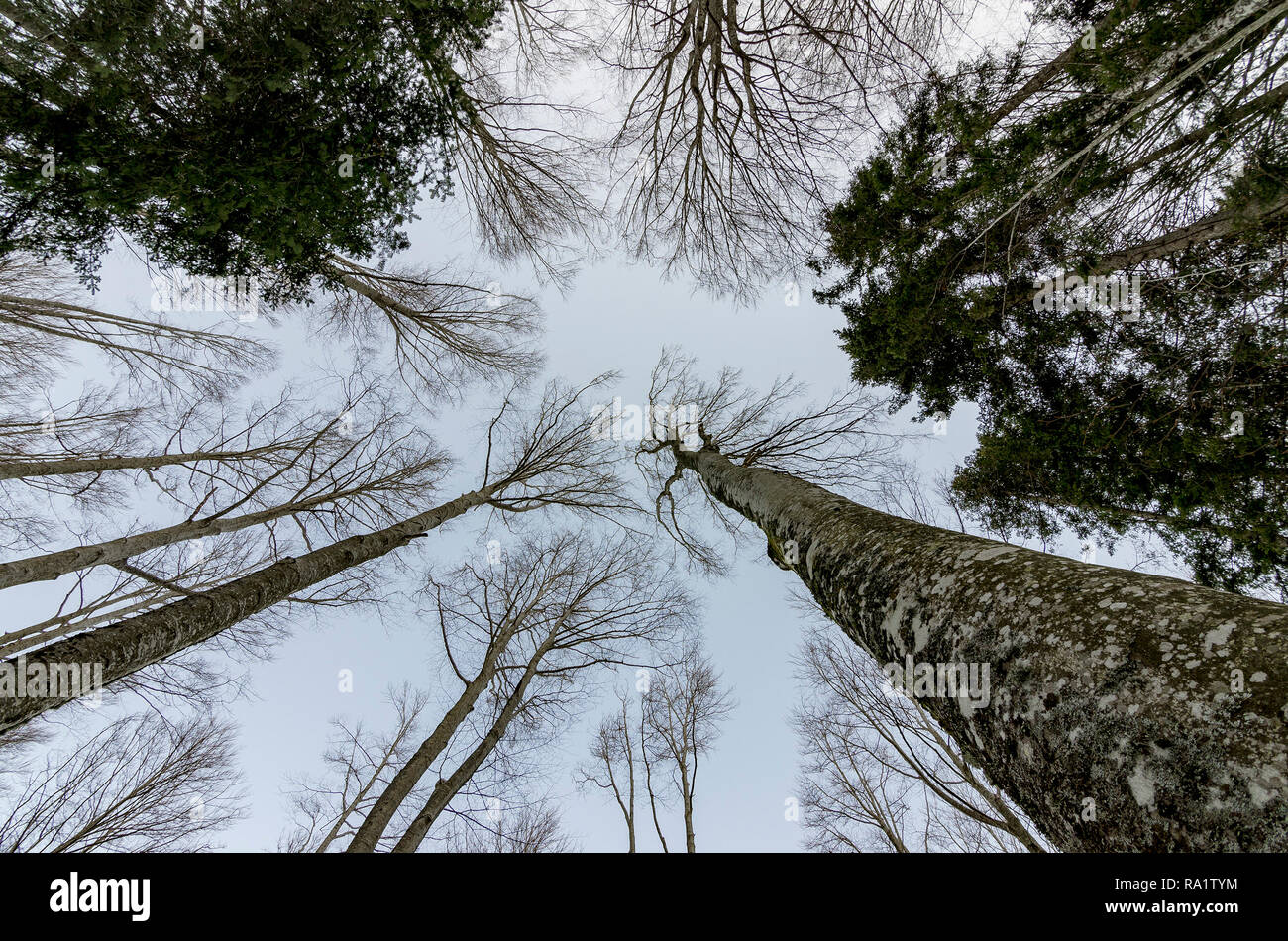 Bellissimo paesaggio autunnale e vista della foresta con i suoi alberi e il manto di foglie secche Foto Stock