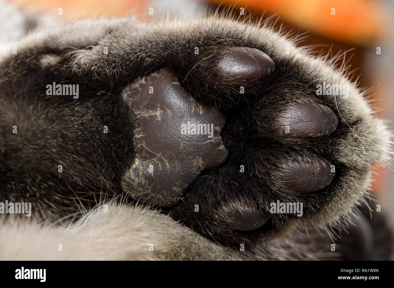Dettagliato di close-up di un gatto paw Foto Stock