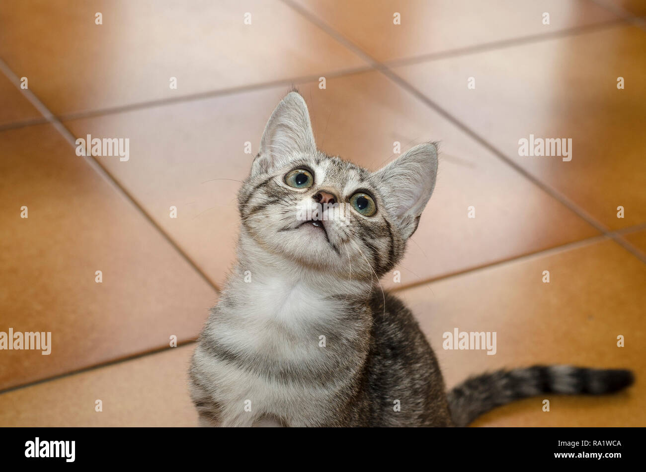 Gara e piccolo gatto con un aspetto strano sul pavimento a casa Foto Stock