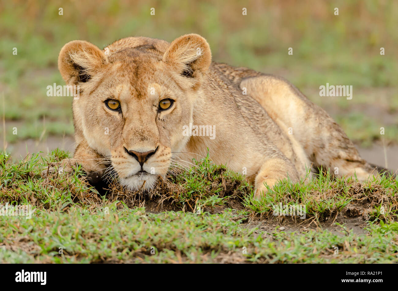 African Lion femmina (Panthera leo) in Tanzania, Africa. Elencate come vulnerabili sulla Rossa IUCN Lilst Status. Foto Stock