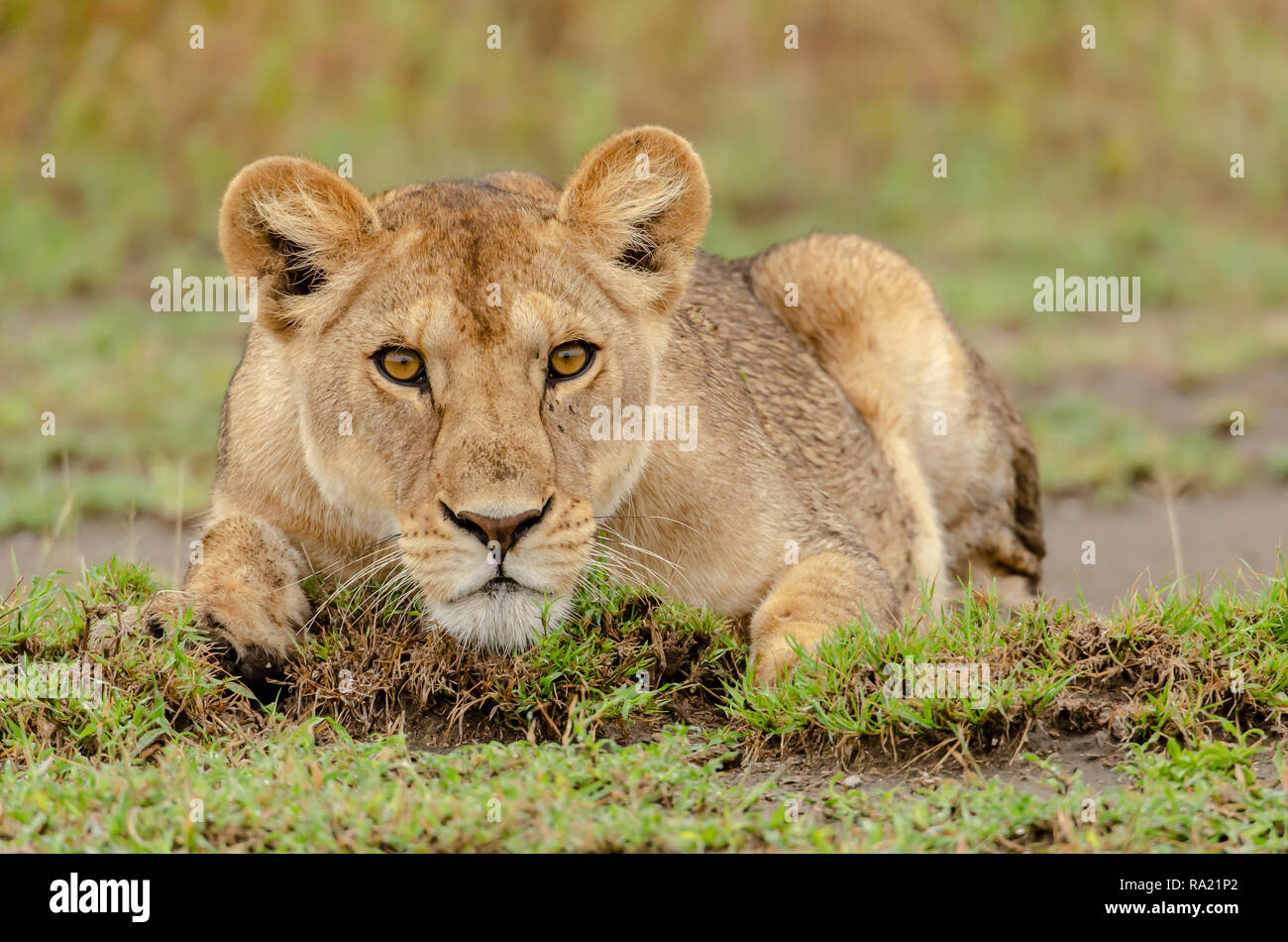 African Lion femmina (Panthera leo) in Tanzania, Africa. Elencate come vulnerabili sulla Rossa IUCN Lilst Status. Foto Stock
