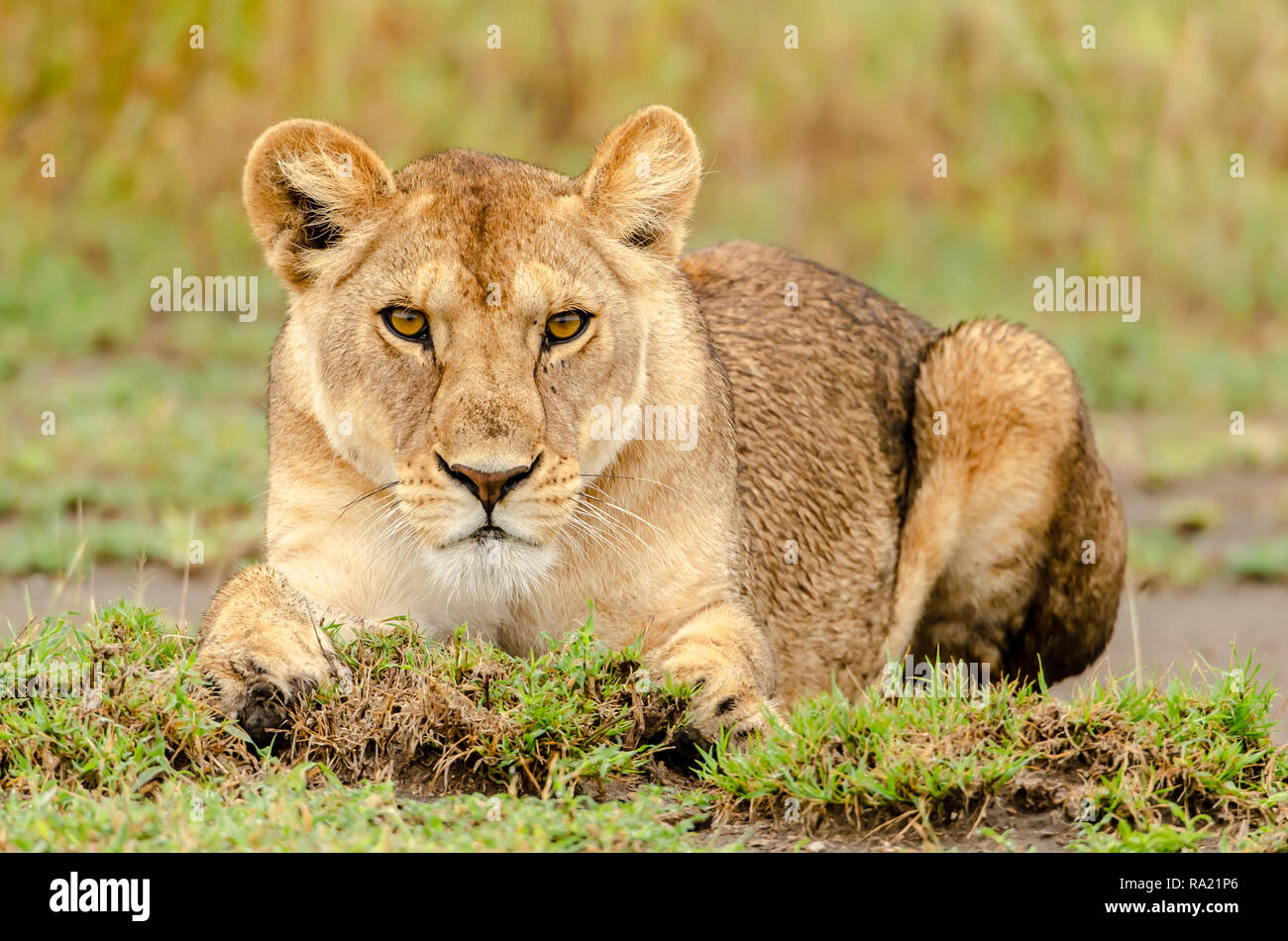 African Lion femmina (Panthera leo) in Tanzania, Africa. Elencate come vulnerabili sulla Rossa IUCN Lilst Status. Foto Stock