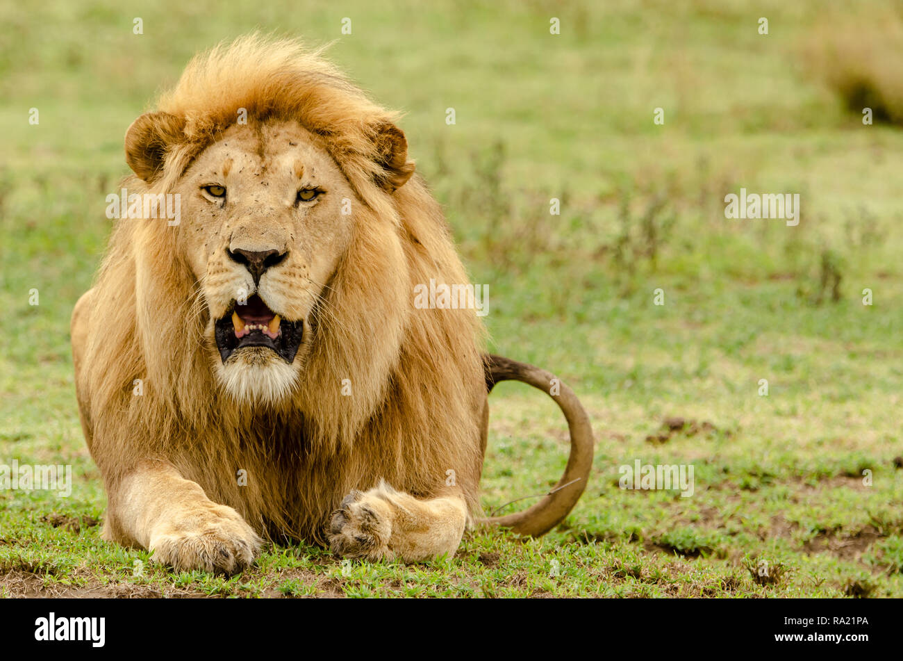 Leone africano (Panthera leo) in Tanzania, Africa. Elencate come vulnerabili sulla Rossa IUCN Lilst Status. Foto Stock