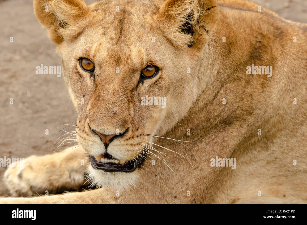 African Lion femmina (Panthera leo) in Tanzania, Africa. Elencate come vulnerabili sulla Rossa IUCN Lilst Status. Foto Stock