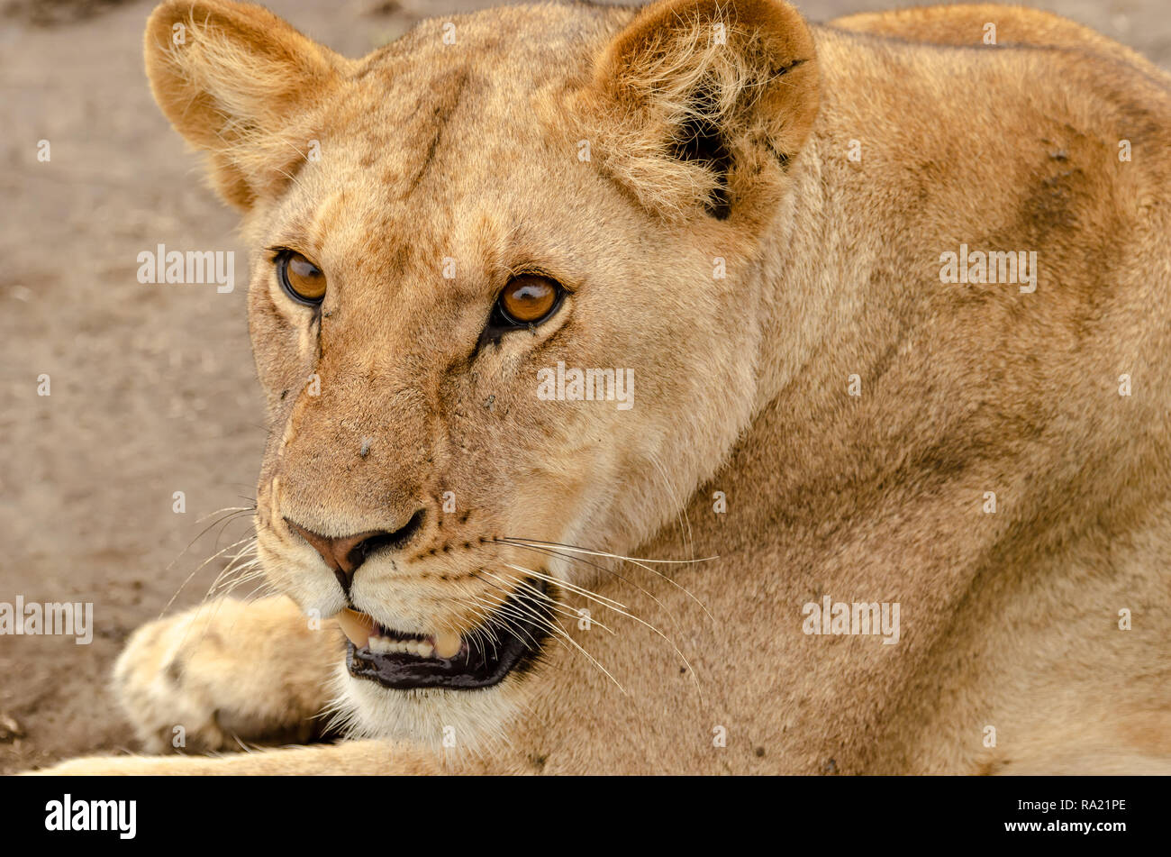 African Lion femmina (Panthera leo) in Tanzania, Africa. Elencate come vulnerabili sulla Rossa IUCN Lilst Status. Foto Stock