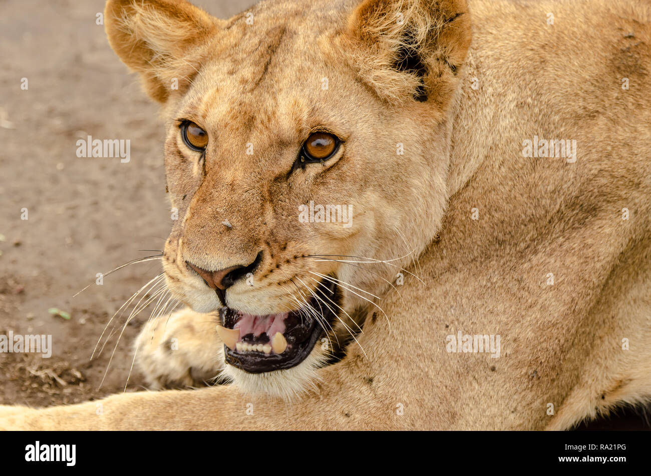 African Lion femmina (Panthera leo) in Tanzania, Africa. Elencate come vulnerabili sulla Rossa IUCN Lilst Status. Foto Stock