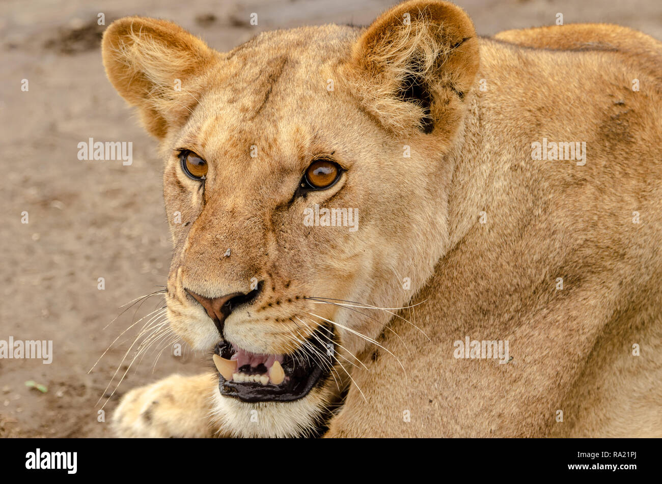 African Lion femmina (Panthera leo) in Tanzania, Africa. Elencate come vulnerabili sulla Rossa IUCN Lilst Status. Foto Stock