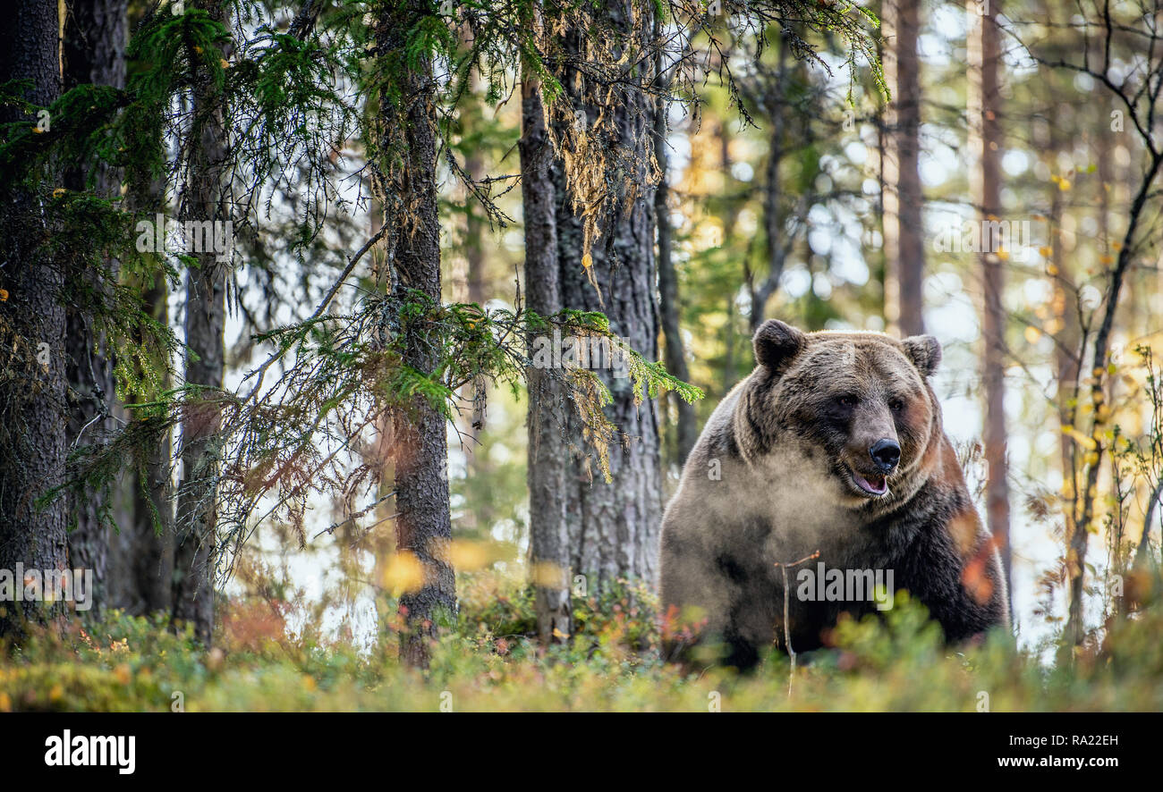Vapore di respirazione orso bruno in autunno foresta. Crepuscolo