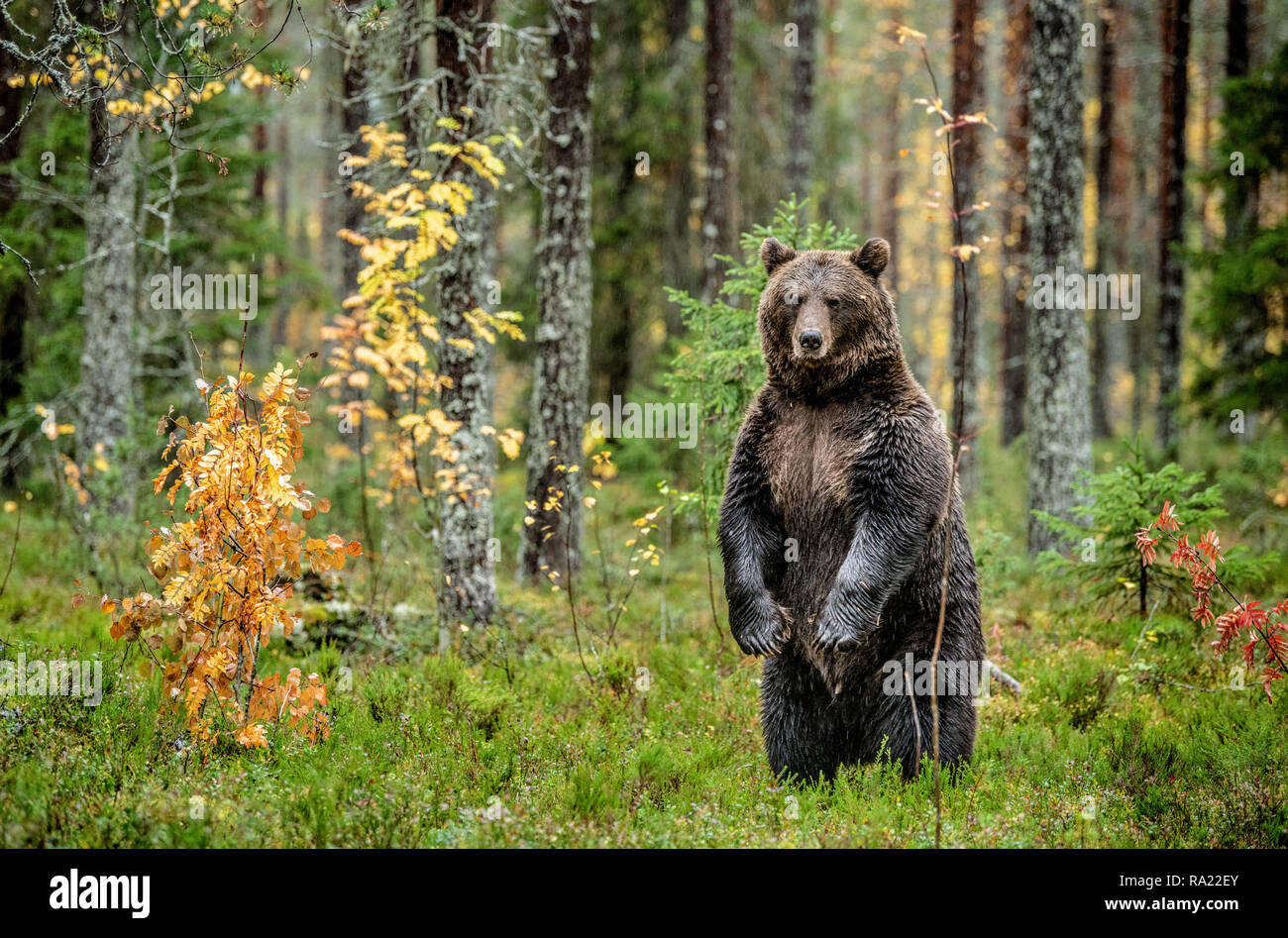 Orso bruno in piedi sulle sue zampe posteriori nella foresta di autunno. Nome scientifico: Ursus arctos. Habitat naturale. Foto Stock