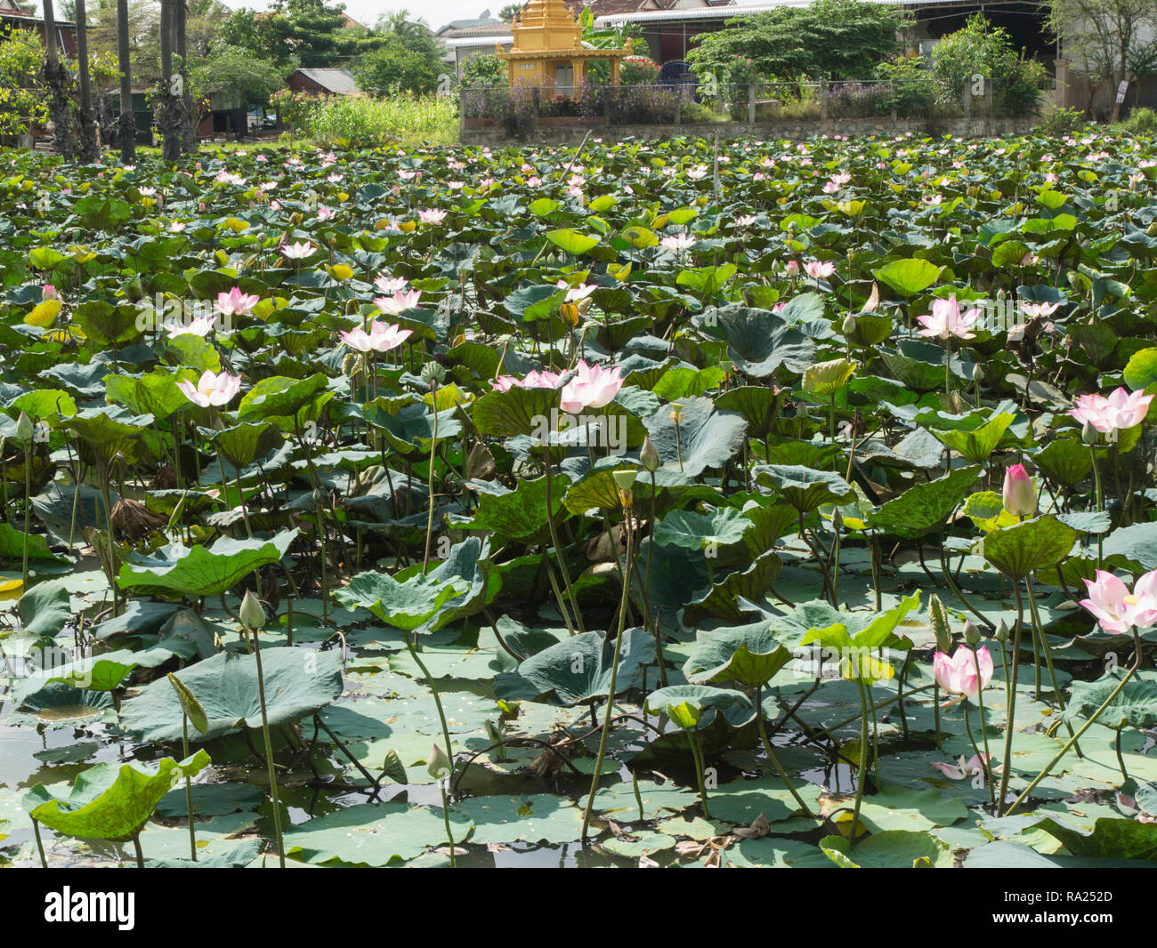Fiore di loto piante un rivestimento stagno fangoso su una piccola azienda agricola a conduzione familiare nelle zone rurali la Cambogia Asia fiore di loto rappresenta lunga vita salute onore e buona fortuna Foto Stock