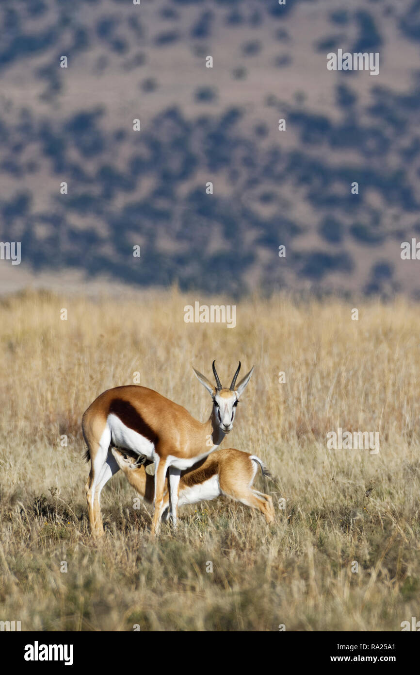 Springboks (Antidorcas marsupialis), giovani succhiare la sua madre, nella prateria aperta, mountain Zebra National Park, Capo orientale, Sud Africa e Africa Foto Stock