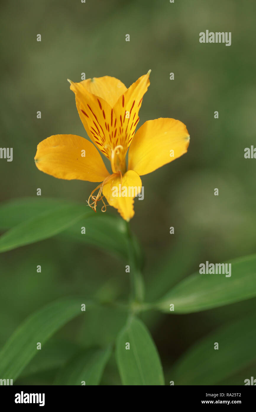 Alstroemeria aurea Foto Stock