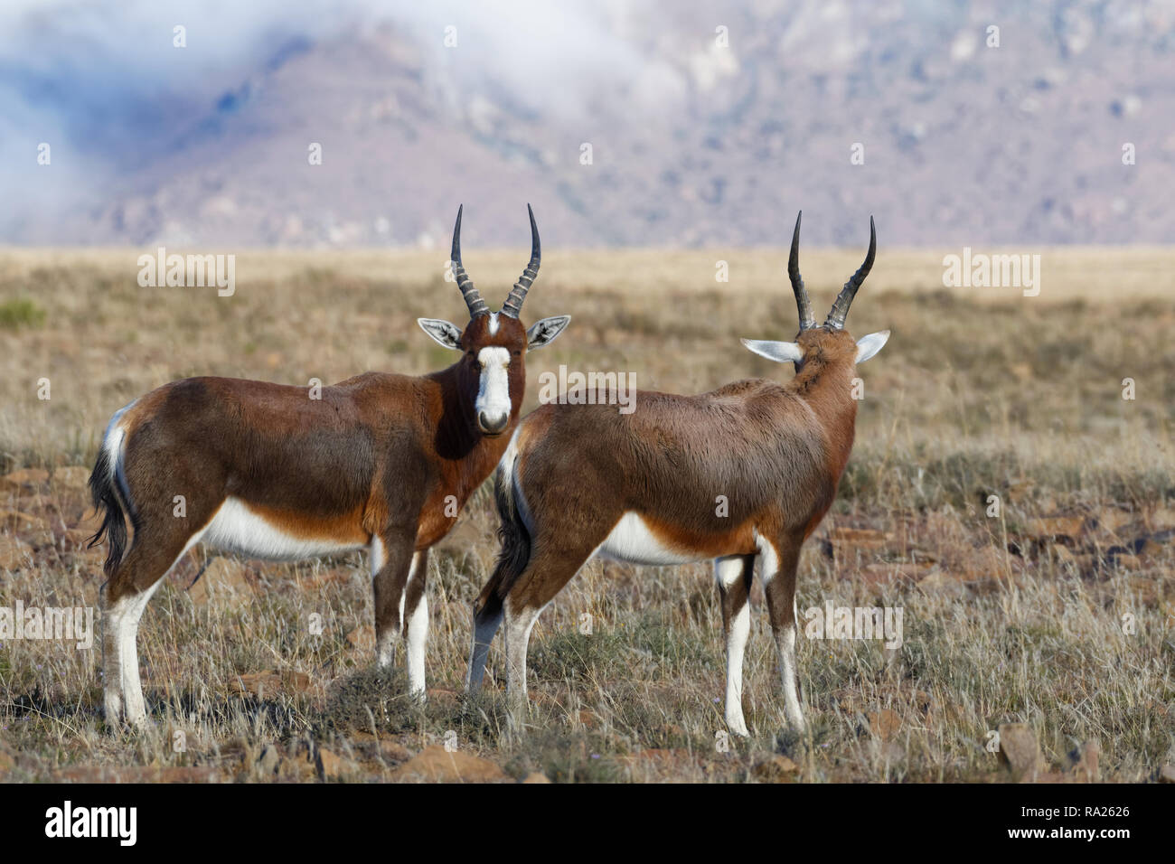 Blesboks (Damaliscus pygargus phillipsi), due adulti, stando in piedi in un terreno erboso aperto, alert Mountain Zebra National Park, Capo orientale, Sud Africa, Afr Foto Stock