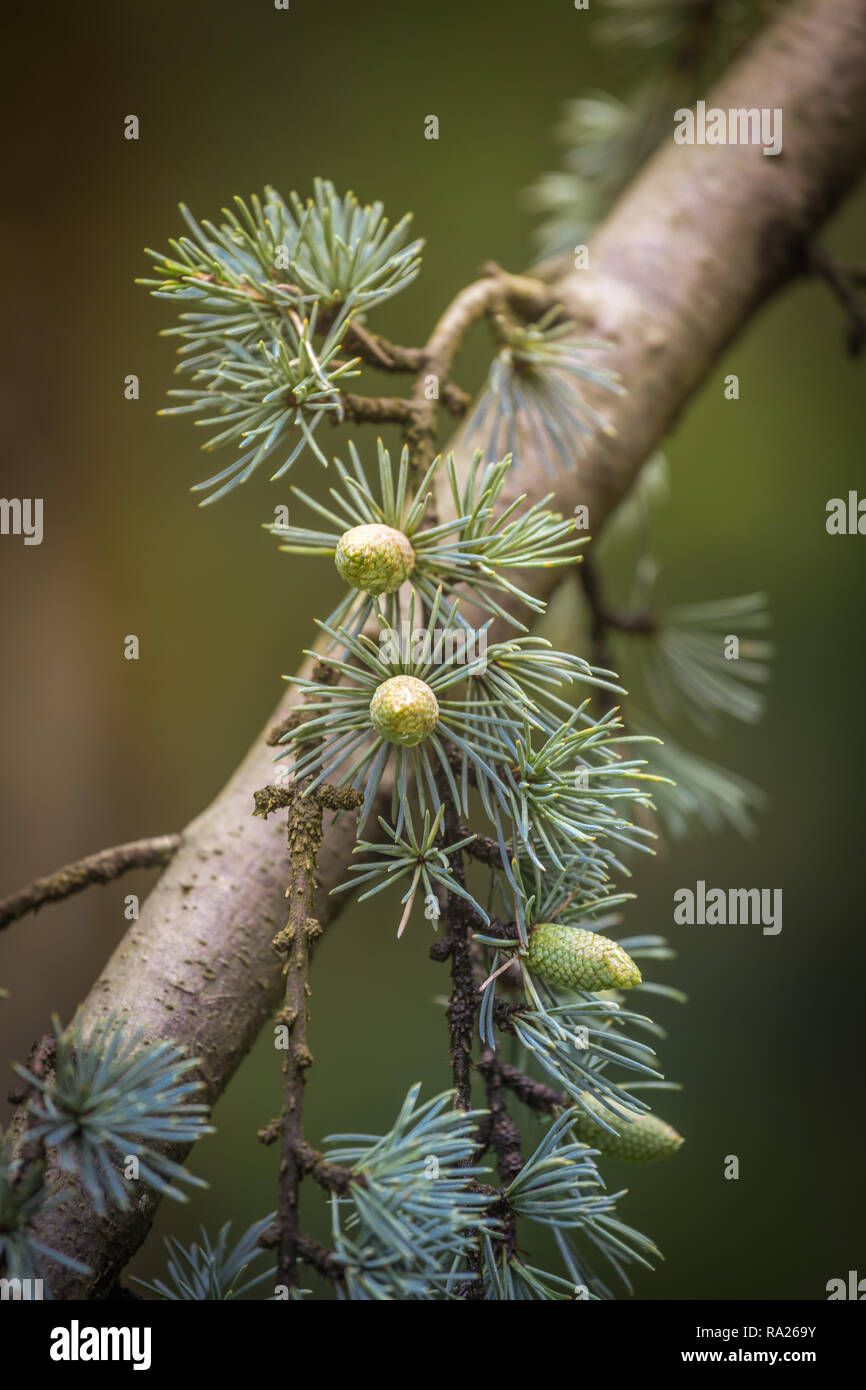 Cedrus deodara tree conosciuto principalmente come cedro con coni di sementi. Foto Stock