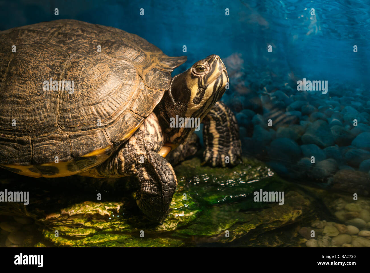 Dipinto cresciuto turtle Chrysemys picta seduta su roccia crogiolarsi nella tarda mattinata di Sun in acqua DOLCE POND Foto Stock