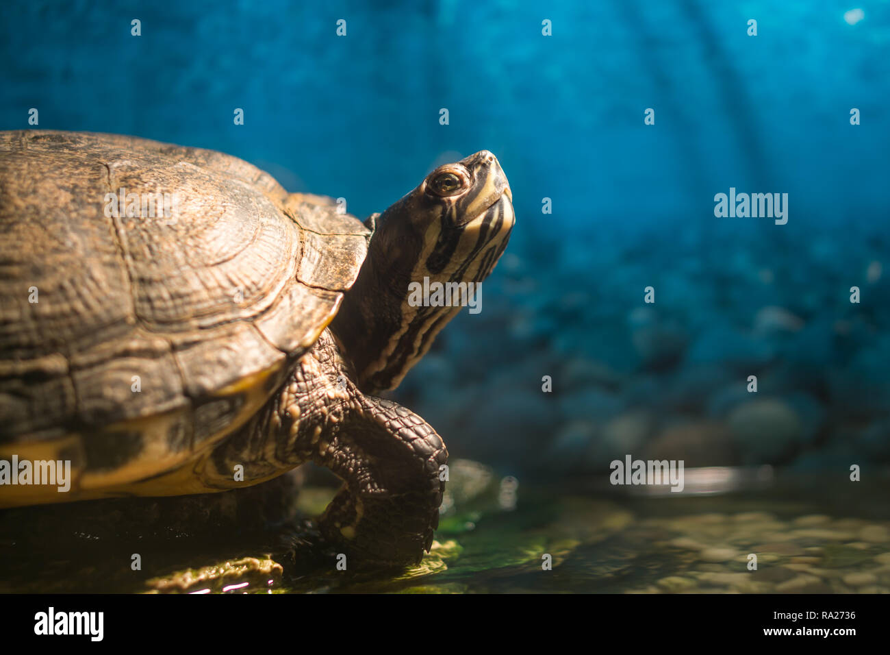 Dipinto cresciuto turtle Chrysemys picta seduta su roccia crogiolarsi in acqua dolce pond con vuoto lo spazio di copia Foto Stock