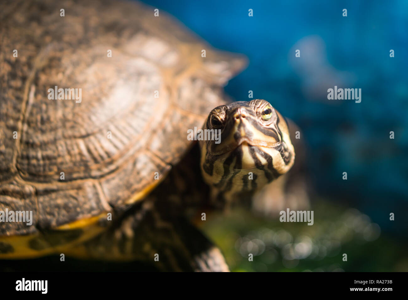 Extreme closeup di testa del dipinto cresciuto turtle Chrysemys picta seduta su roccia crogiolarsi in prossimità di acqua DOLCE POND Foto Stock