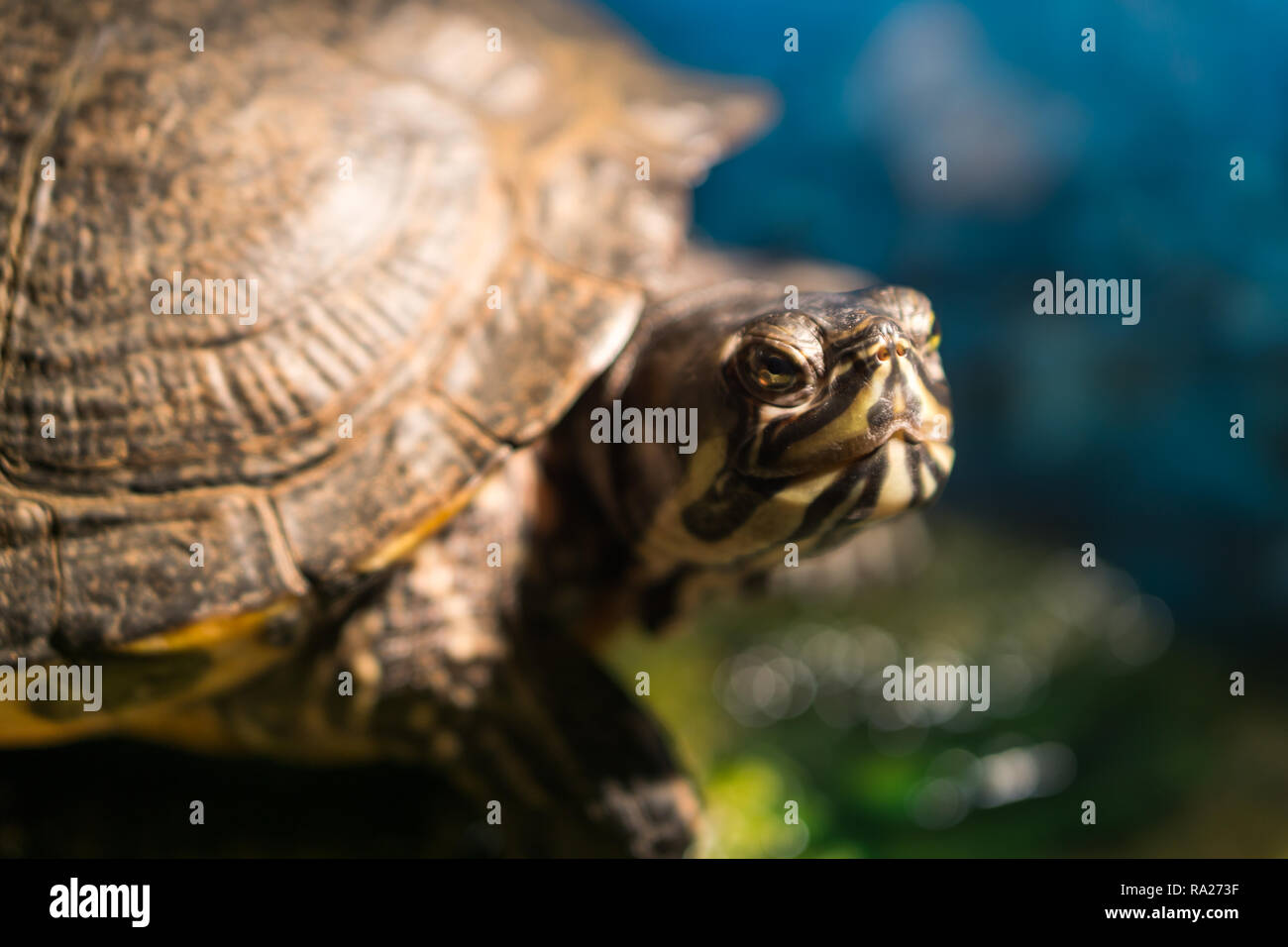 Extreme closeup di testa del dipinto cresciuto turtle Chrysemys picta seduta su roccia crogiolarsi in prossimità di acqua DOLCE POND Foto Stock