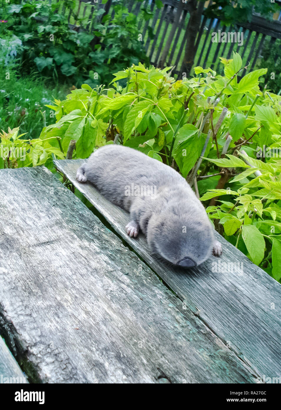 Comune di ratto in mole, metropolitana roditore, metropolitana agricoli pest Foto Stock