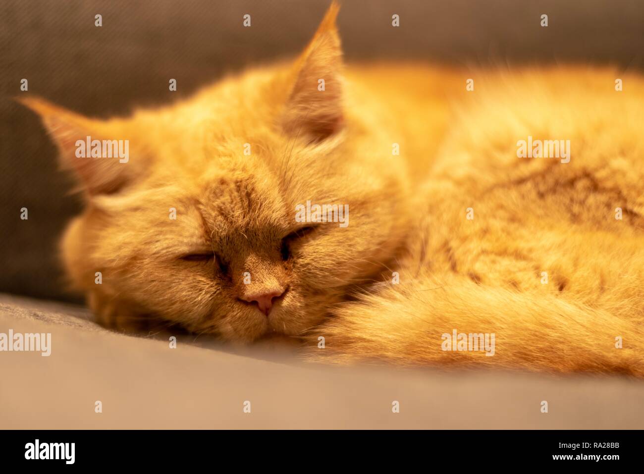 Assonnato ginger cat Foto Stock