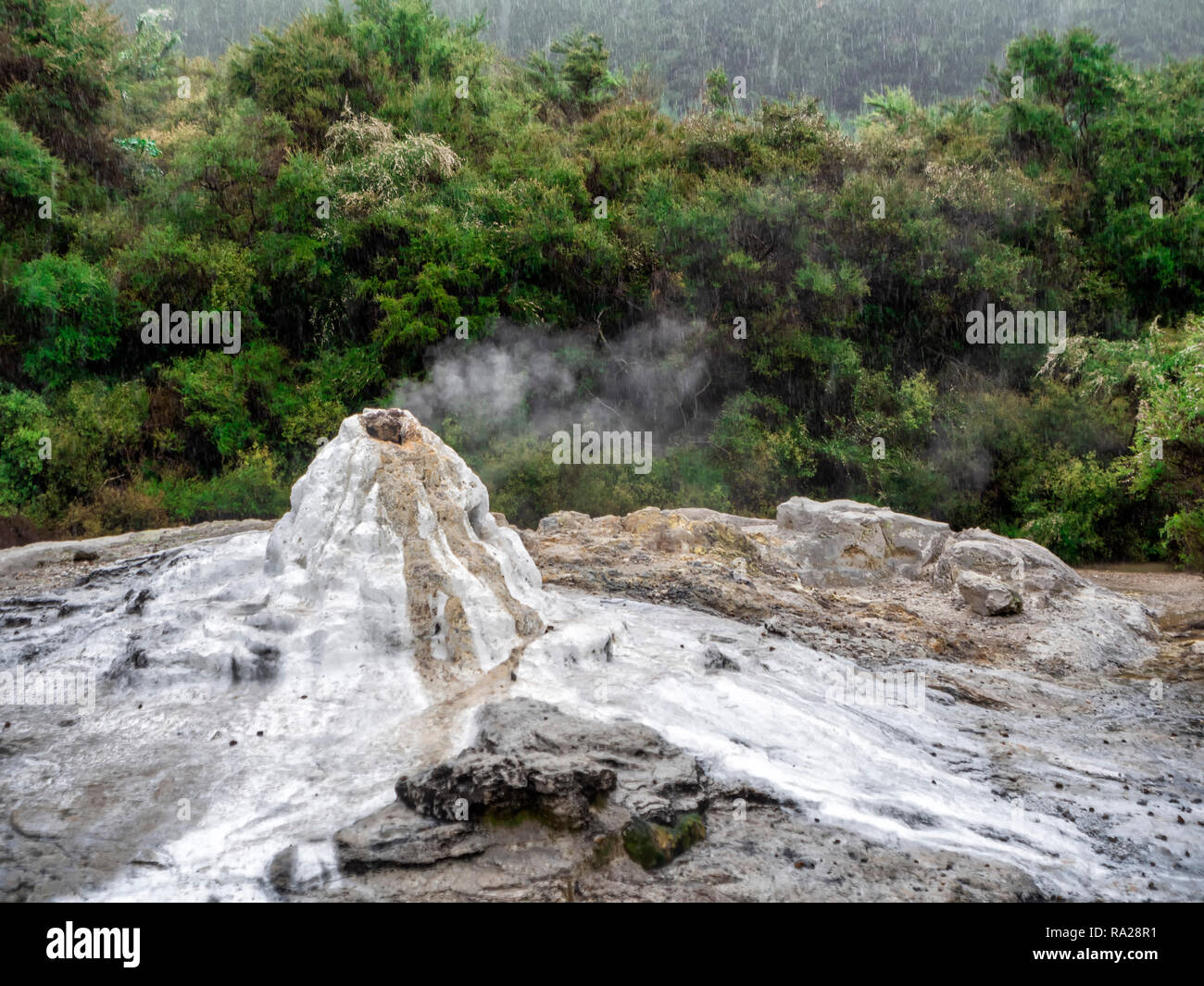 Lady Knox Geyser a Waiotapu Thermal Wonderland - Nuova Zelanda Foto Stock