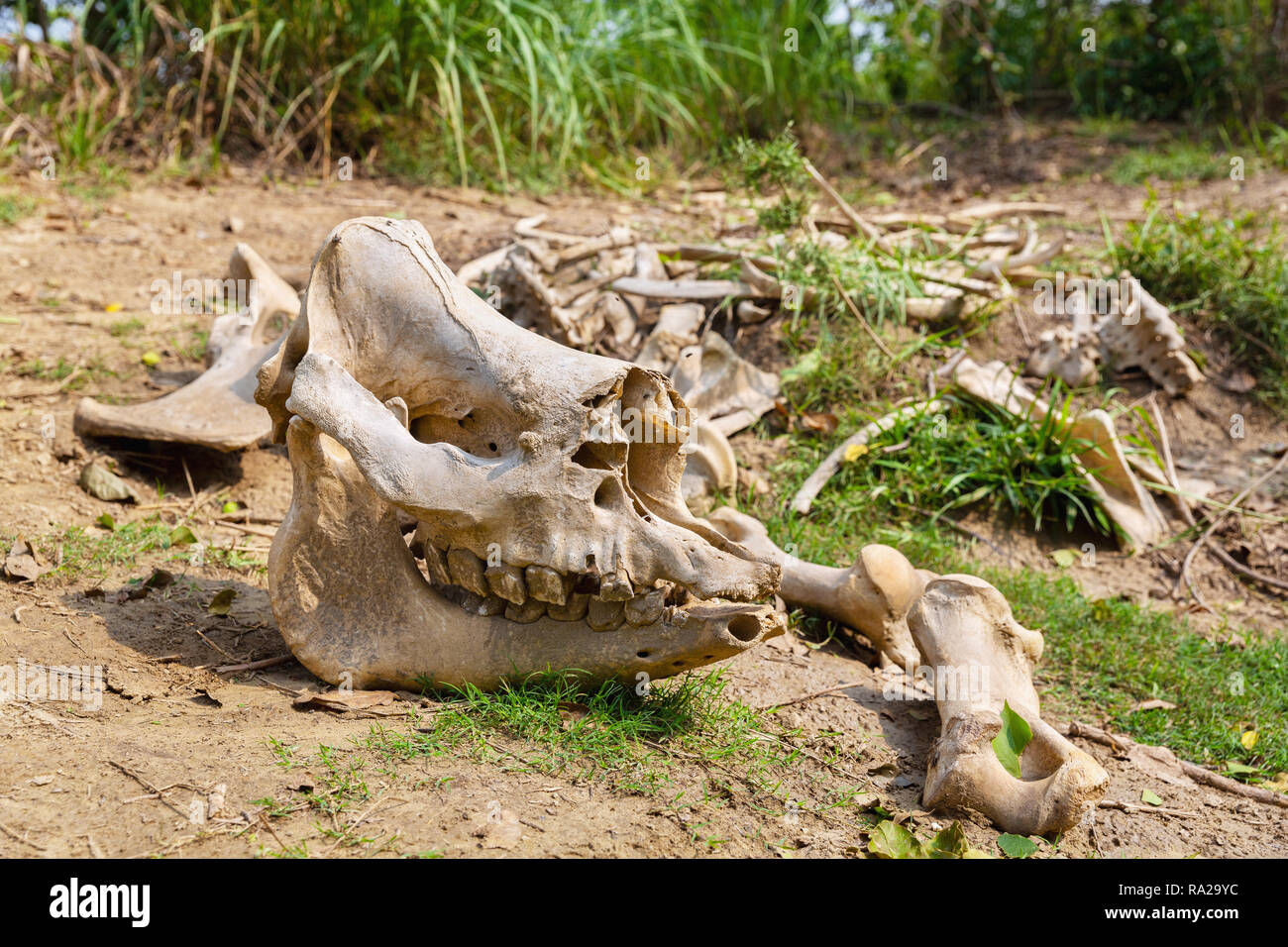 Cranio di rinoceronte e le ossa in Chitwan il parco nazionale di Chitwan Kasara, Nepal, Asia Foto Stock