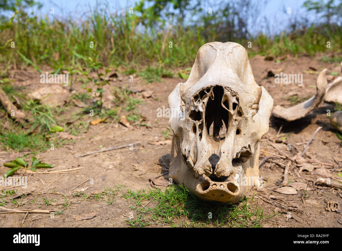 Cranio di rinoceronte trovato nel Chitwan il parco nazionale di Chitwan Kasara, Nepal, Asia Foto Stock