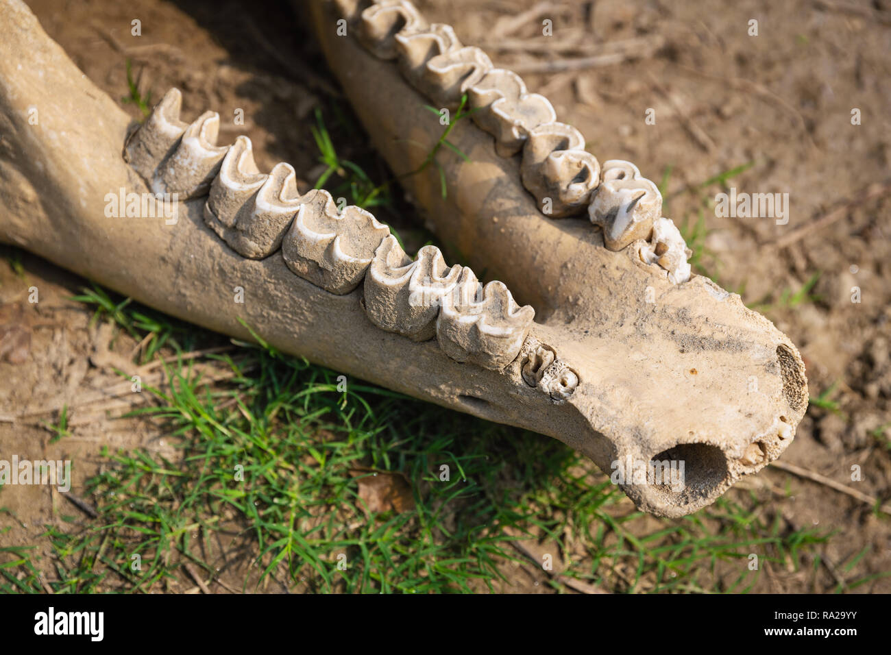 Dettaglio del cranio di rinoceronte e denti in Chitwan il parco nazionale di Chitwan Kasara, Nepal, Asia Foto Stock