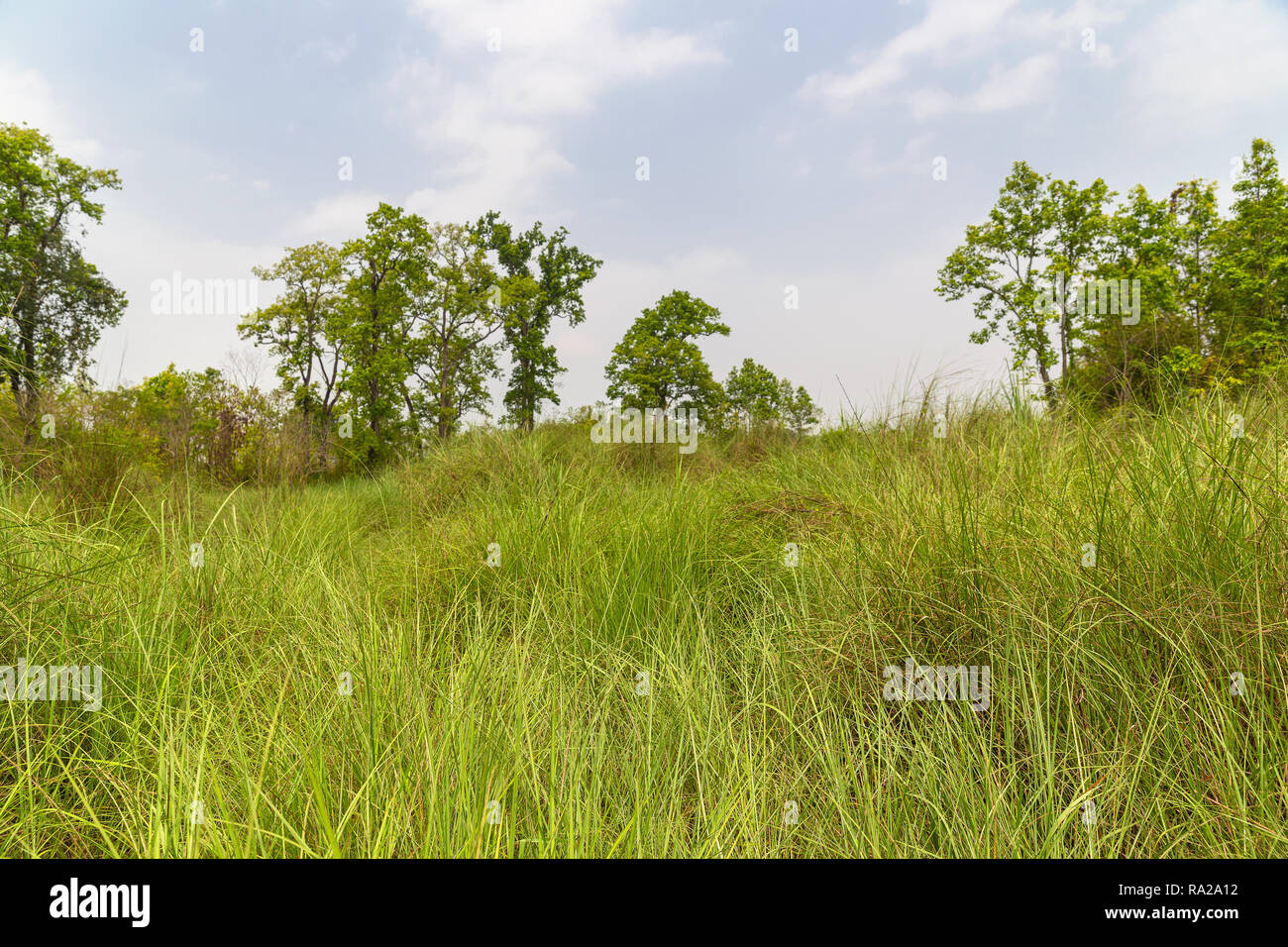 Campo di tall erba elefante in Chitwan il parco nazionale di Chitwan Kasara, Nepal, Asia Foto Stock