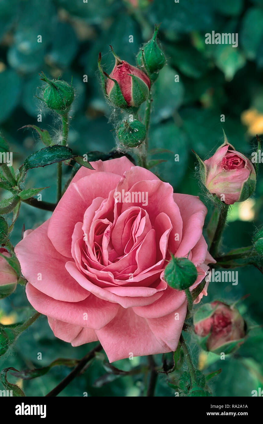 Rosa cv. Fragranza; Rosacee; shurb, ibrido tè; fiore doppio rosa intenso Foto Stock