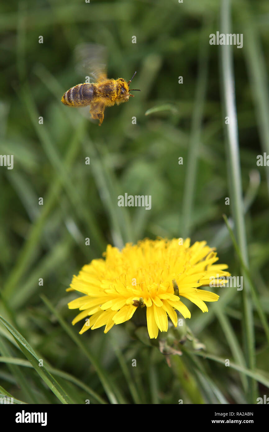 24.04.2018, Assia, Etzean, Deutschland, mit behaftete polline Biene fliegt ueber eine Loewenzahnbluete. 00S180424D406CARO.JPG [modello di rilascio: NON APPL Foto Stock