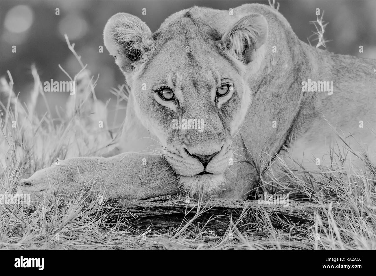 African Lion femmina (Panthera leo) in Tanzania, Africa. Elencate come vulnerabili sulla Rossa IUCN Lilst Status. Foto Stock