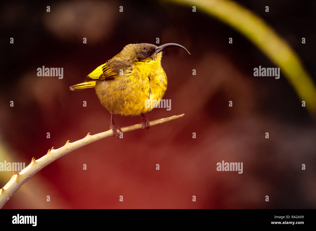 Femmina a becco giallo sunbird (Cinnyris venustus) in un giardino di cactus nel Serengeti. A volte chiamato la variabile sunbird. Foto Stock