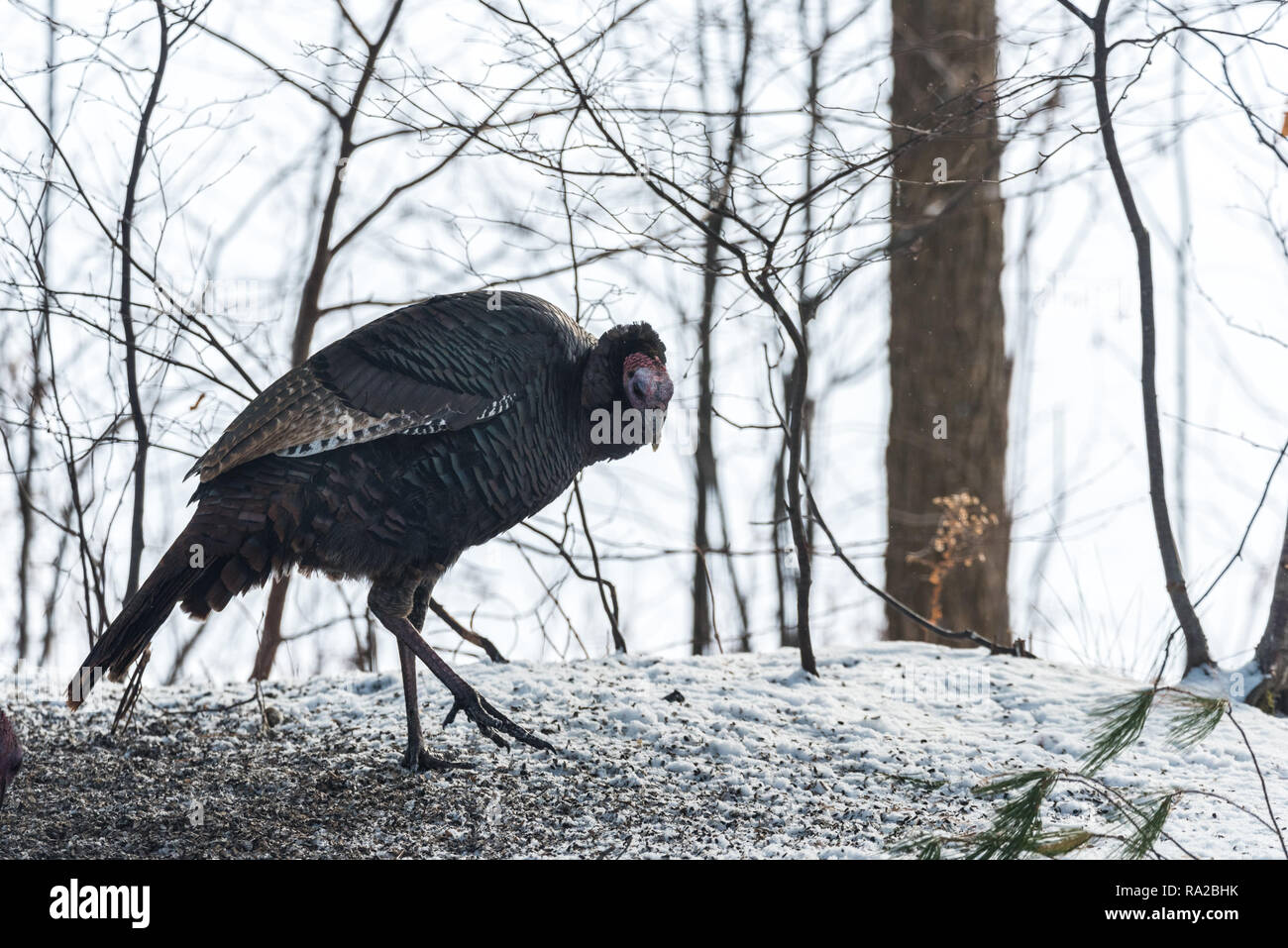 Eastern Wild Turchia (Meleagris gallopavo silvestris) hen in un bosco invernale cantiere. Foto Stock