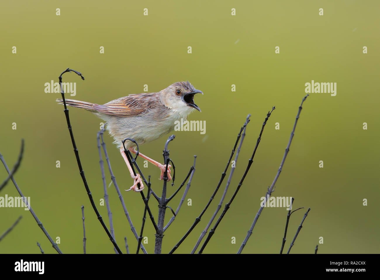 Gracchia cisticola Foto Stock