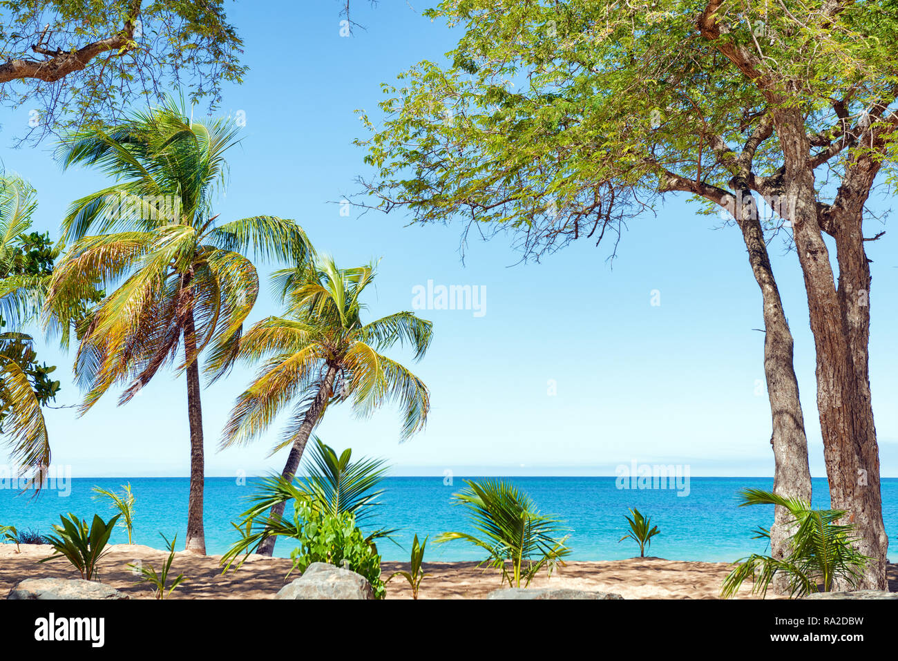 Gli alberi di cocco, sabbia dorata e acque turchesi e cielo blu, Pearl Beach , Guadalupa, French West Indies Foto Stock