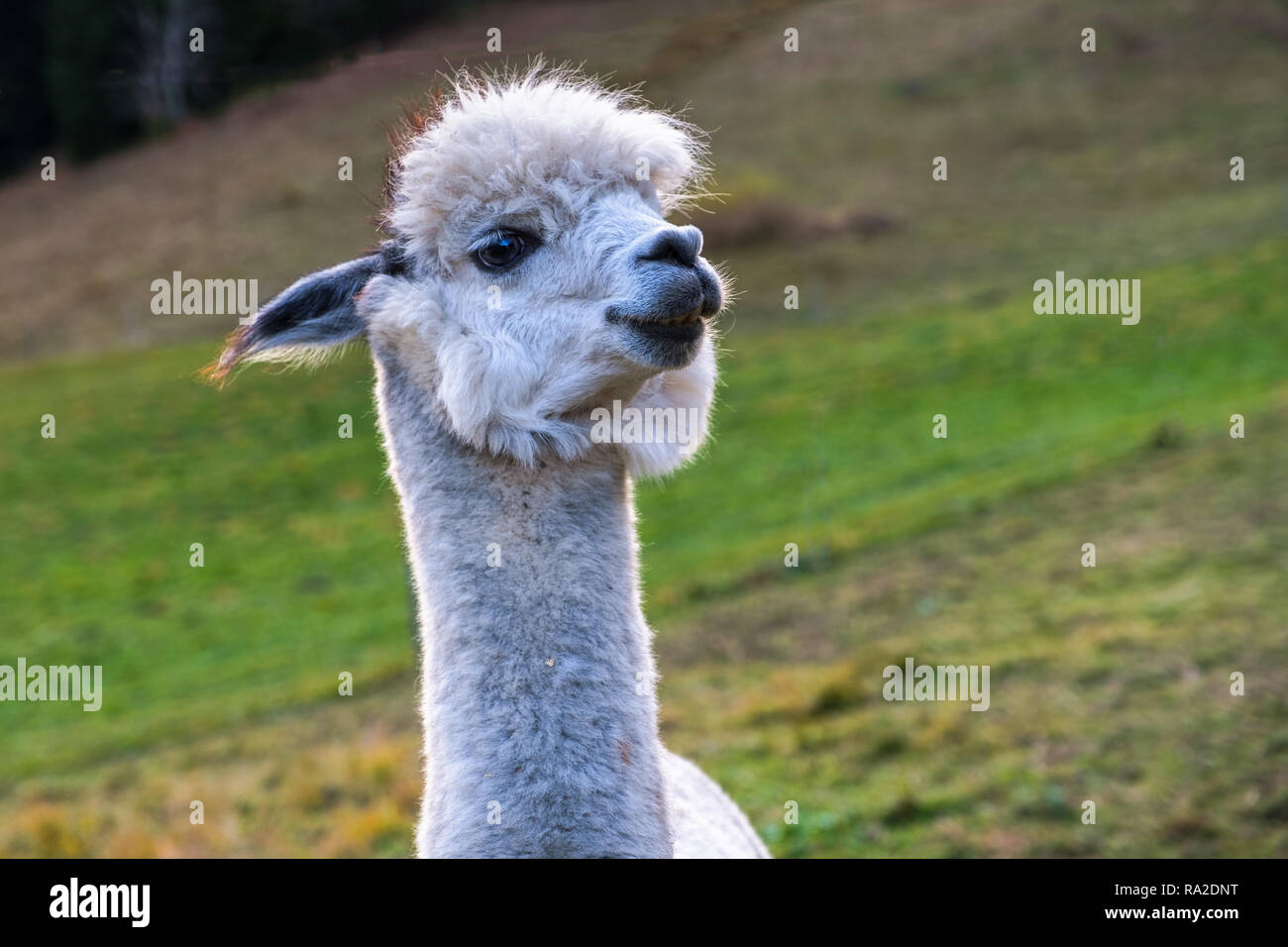 Il funA ritratto di Alpaca Foto Stock