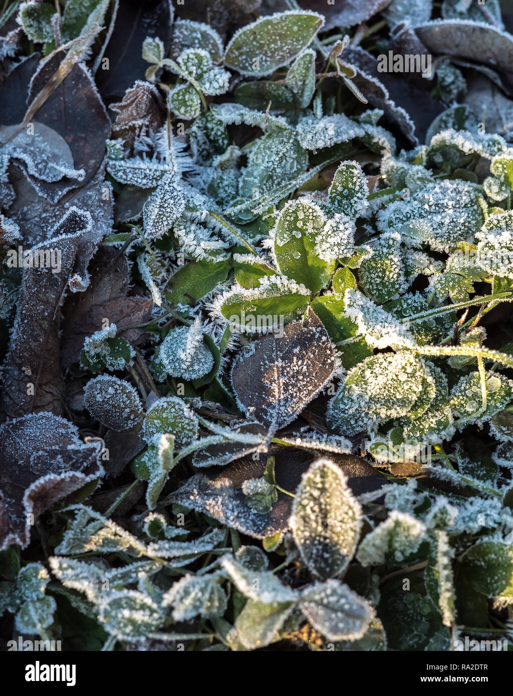 Dettaglio di molti diversi congelato e ghiacciate foglie croccanti sul suolo coperto in frosted trasformata per forte gradiente frost una fredda mattina di inverno Foto Stock
