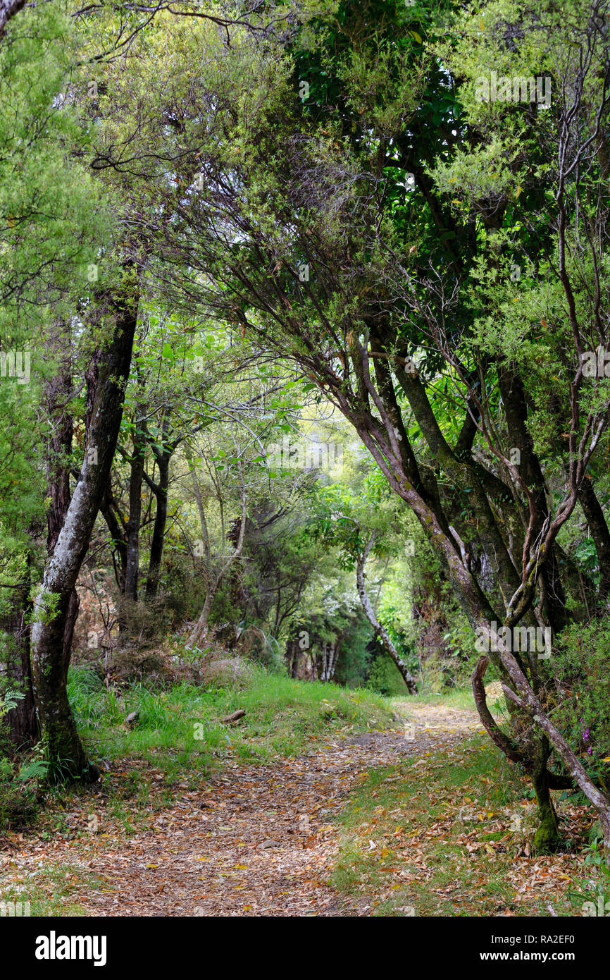 Percorso attraverso la foresta con Kanuka, o bianco tea tree (Kunzea ericoides), Te Pukatea loop via, il Parco Nazionale Abel Tasman. Foto Stock