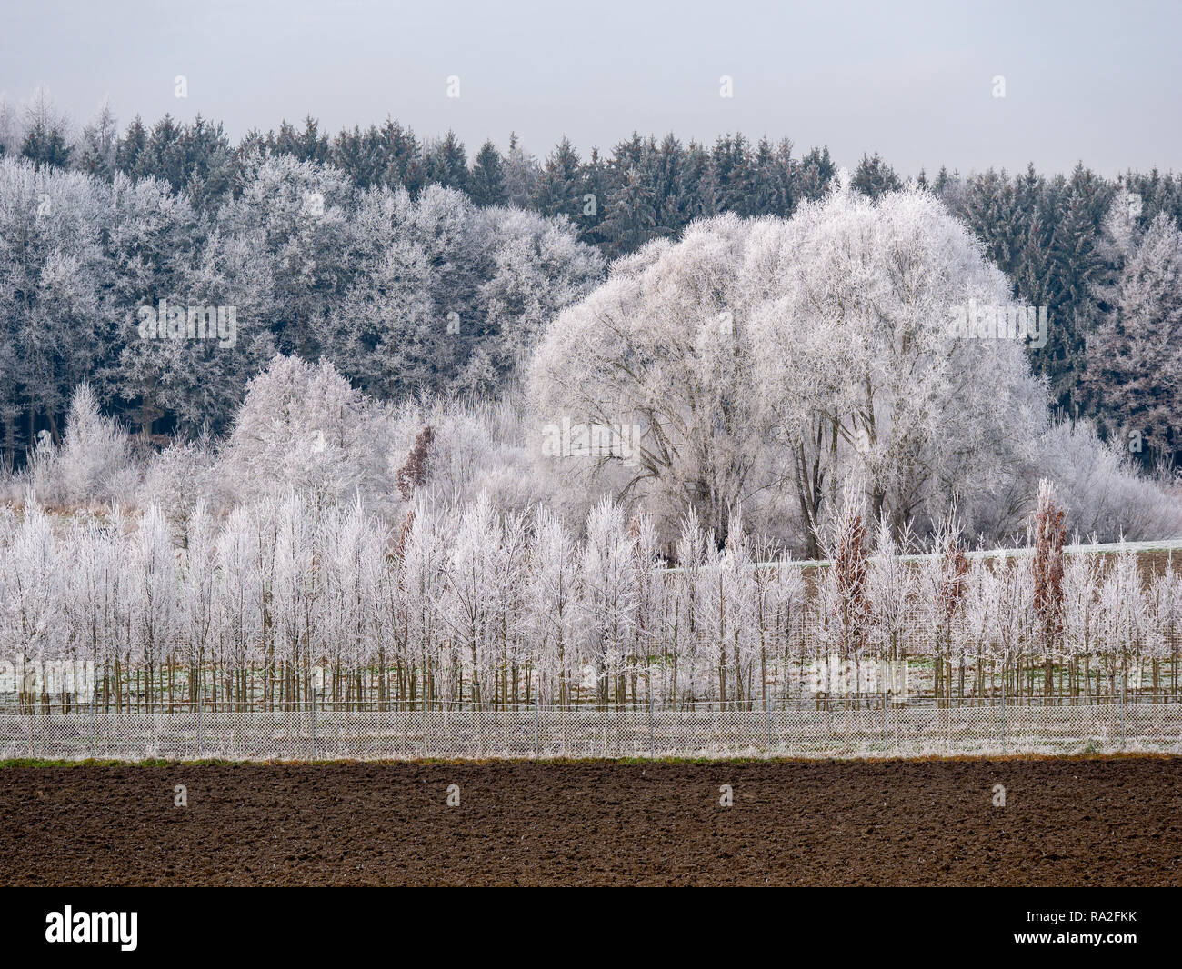 Immagine del romantico paesaggio invernale dopo la prima neve in Dicembre Foto Stock