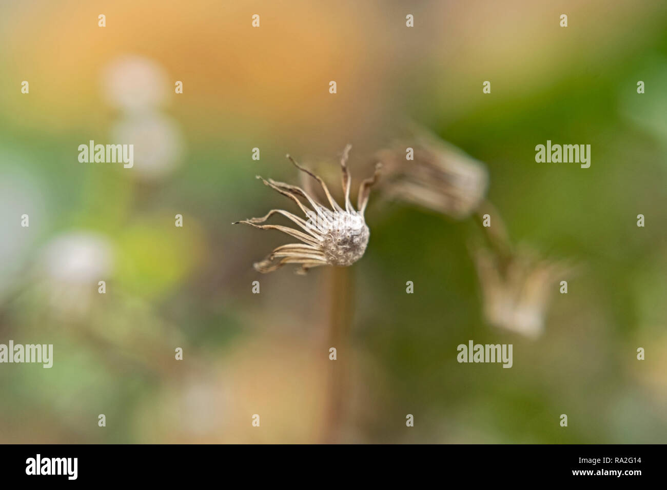 Senecio vulgaris pianta secca closeup sul colore di sfondo allo sbiadimento Foto Stock