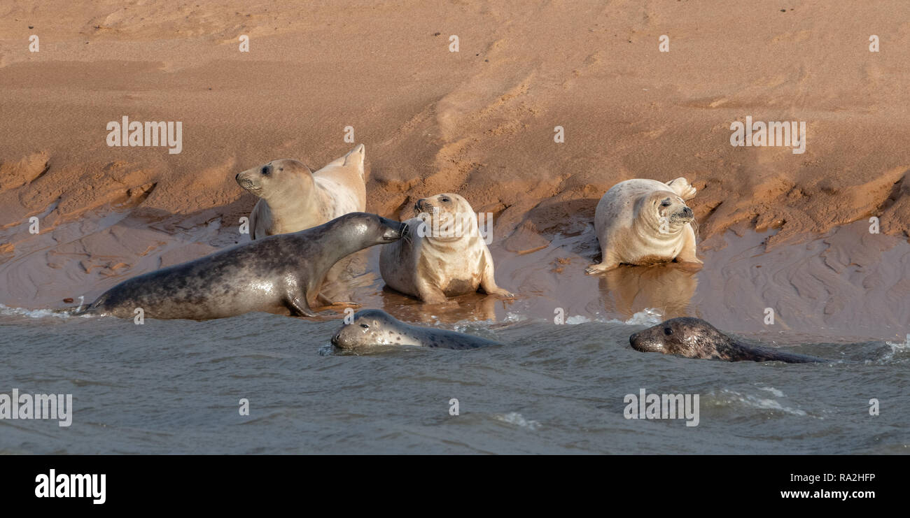 Atlantico settentrionale Le foche grigie (Halichoerus grypus) Foto Stock