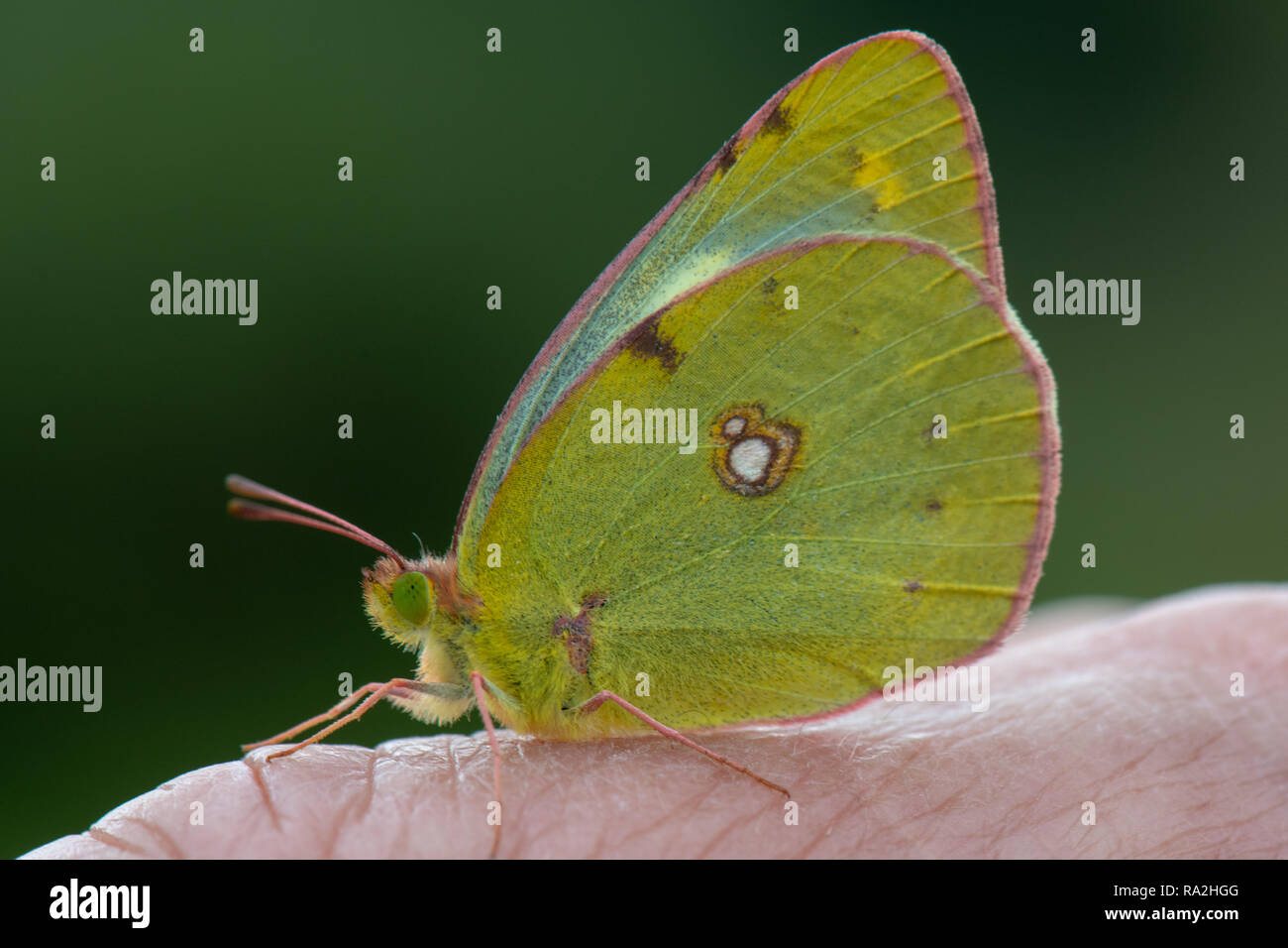 Beger è offuscato Giallo farfalla, (Colias sareptensis) Parco Nazionale d'Abruzzo, Italia Foto Stock