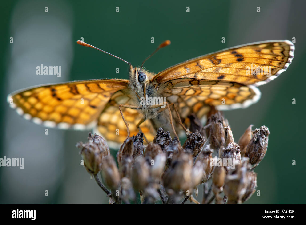 Heath Fritillary (Melitaea athalia) Foto Stock